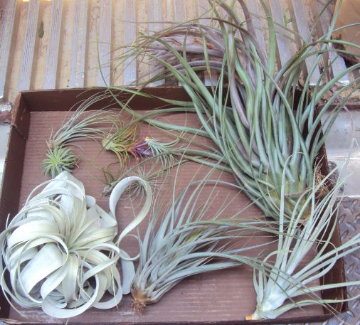 Bromeliad Tillandsia Assortment (Box of Sm Md Few Lg)